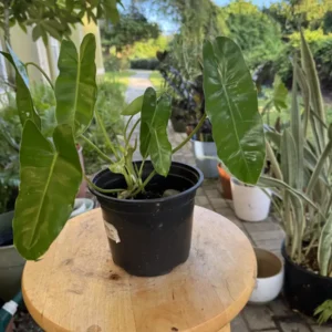 Philodendron imbe - Burle Marx "Cava" (Medium)