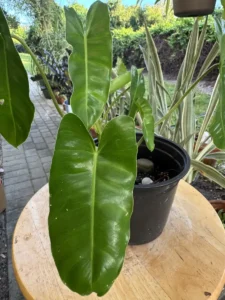 phnbmx333-philodendron-imbe-burle-marx-IMG_5008