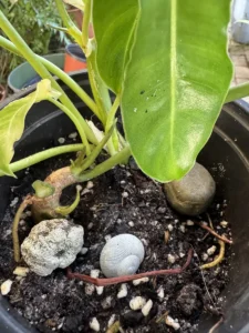 phnbmx333-philodendron-imbe-burle-marx-IMG_5010
