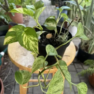 Epipremnum aureum - Manjula Pothos, Silver Queen, Golden Pothos - "EPA: Edgar, Poe, Alan"