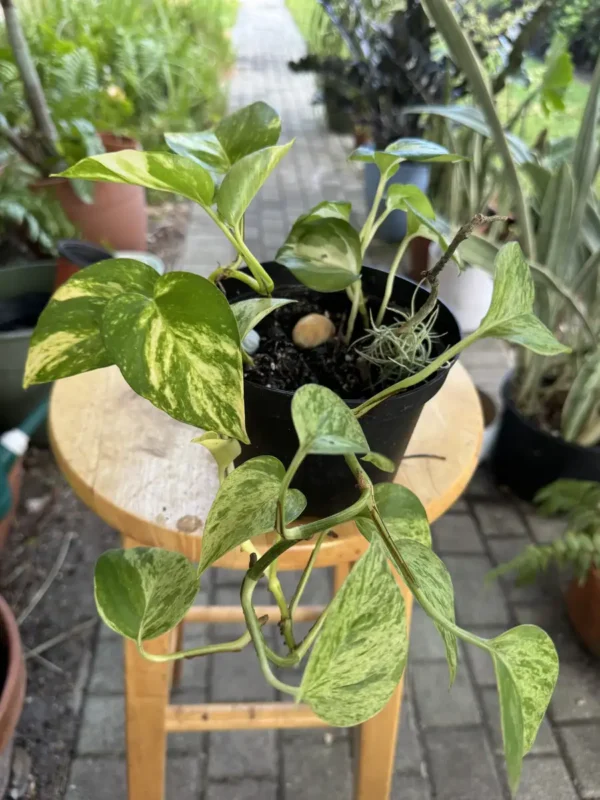 phnpth333-epipremnum-aureum-manjula-pothos-silver-queen-golden-pothos-IMG_5035