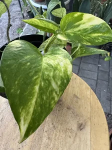 phnpth333-epipremnum-aureum-manjula-pothos-silver-queen-golden-pothos-IMG_5038