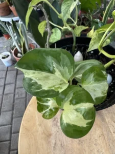 phnpth333-epipremnum-aureum-manjula-pothos-silver-queen-golden-pothos-IMG_5039