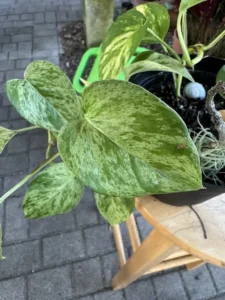 phnpth333-epipremnum-aureum-manjula-pothos-silver-queen-golden-pothos-IMG_5040