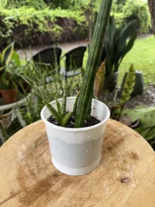 phnsan00-sansevieria-cylindrica-IMG_5531