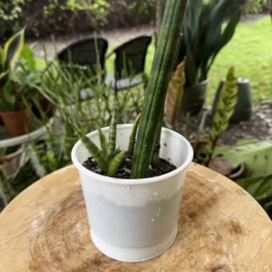Sansevieria cylindrica – African Spear Plant "Salt Stream" (Small)