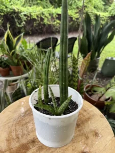 phnsan00-sansevieria-cylindrica-IMG_5532