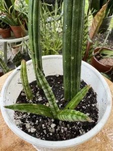 phnsan00-sansevieria-cylindrica-IMG_5533