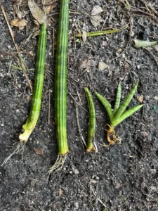 phnsan00-sansevieria-cylindrica-Roots-IMG_5529