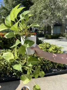 Thank You Searra: Pothositive Vibes Only