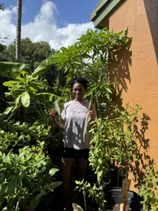 Thank You, Glenia and Glenda: Neighboring Jungles