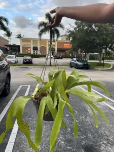 Thank You, Janelle: Staghorn Spirit