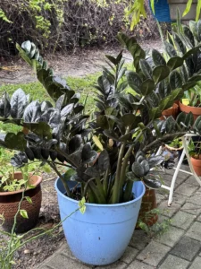 rczz00-zz-plant-raven-IMG_3950