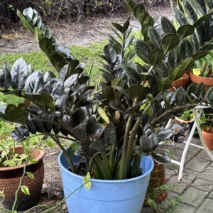 Zamioculcas zamiifolia ZZ Plant - Raven “OG 000 Panther” (XXL)
