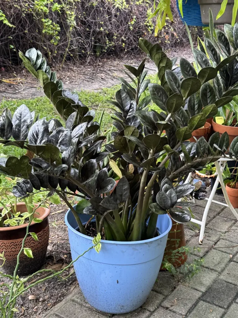 Zamioculcas zamiifolia ZZ Plant - Raven “OG 000 Panther” (XXL)