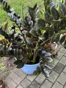 rczz00-zz-plant-raven-IMG_3956