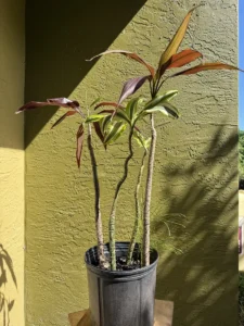 rfdrc00-dracaena-fragrans-black-magic-dracaena-deremensis-white-jewel-IMG_4392