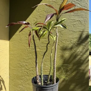 Dracaena fragrans - Black Magic & Dracaena deremensis - White Jewel - "Spy vs Spy" (Medium)