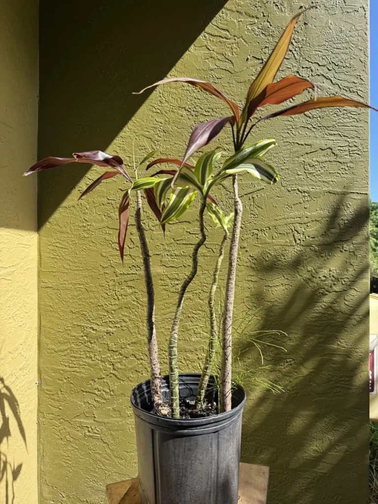Dracaena fragrans - Black Magic & Dracaena deremensis - White Jewel - "Spy vs Spy" (Medium)