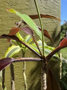 rfdrc00-dracaena-fragrans-black-magic-dracaena-deremensis-white-jewel-IMG_4398