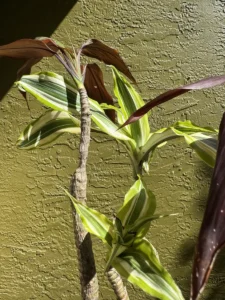 rfdrc00-dracaena-fragrans-black-magic-dracaena-deremensis-white-jewel-IMG_4399