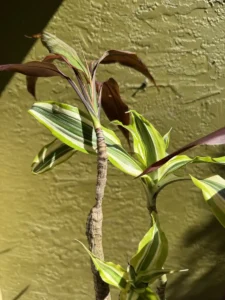 rfdrc00-dracaena-fragrans-black-magic-dracaena-deremensis-white-jewel-IMG_4400