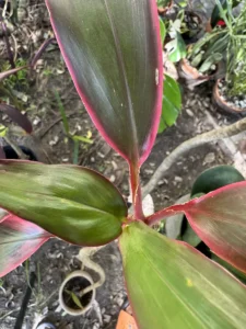 rfhit00-cordyline-fruticosa-hawaiian-ti-IMG_4407