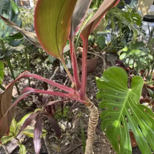 Cordyline fruticosa – Hawaiian Ti "Flamingo" (Medium)