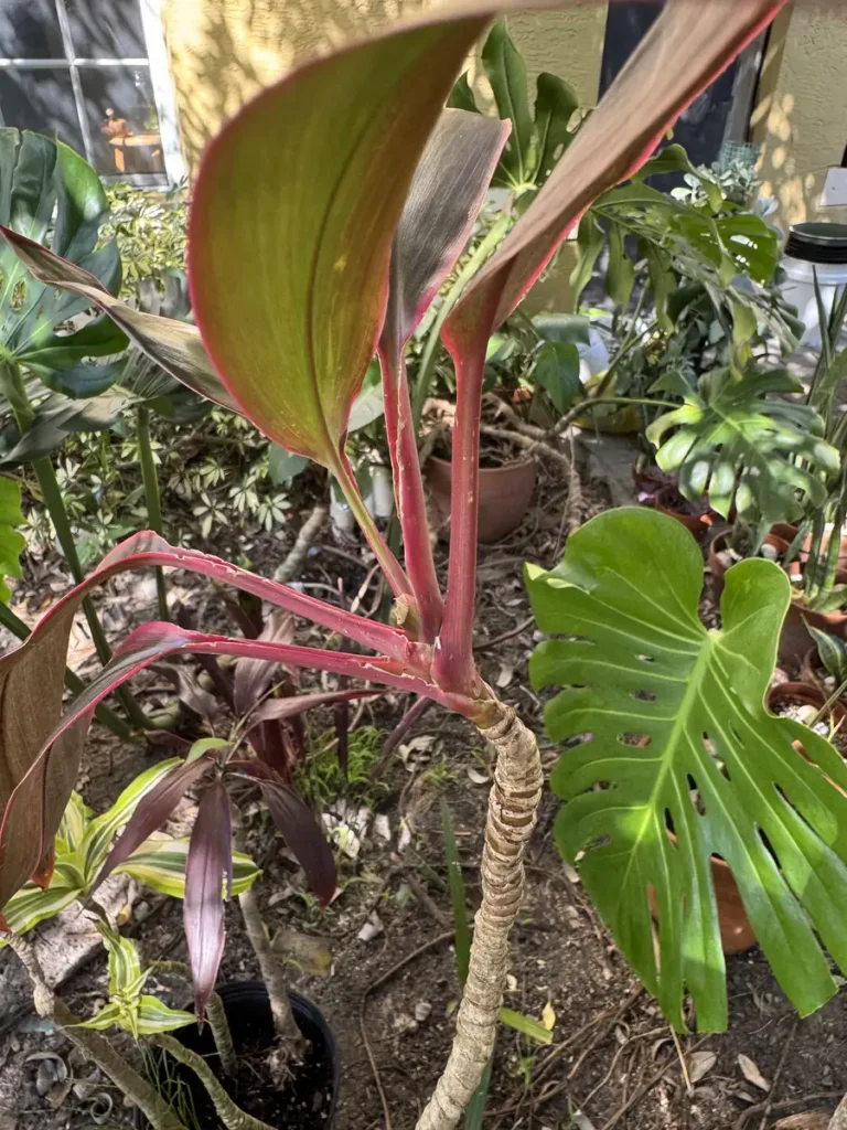 Cordyline fruticosa – Hawaiian Ti "Flamingo" (Medium)
