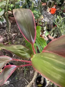 rfhit00-cordyline-fruticosa-hawaiian-ti-IMG_4411