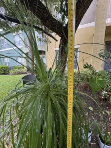 rfpny00-beaucarnea-recurvata-ponytail-palm-IMG_3884