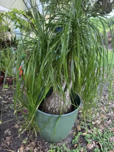 rfpny00-beaucarnea-recurvata-ponytail-palm-IMG_3886