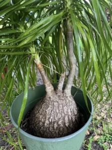 rfpny00-beaucarnea-recurvata-ponytail-palm-IMG_3895