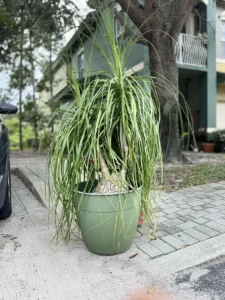 rfpny00-beaucarnea-recurvata-ponytail-palm-IMG_5746