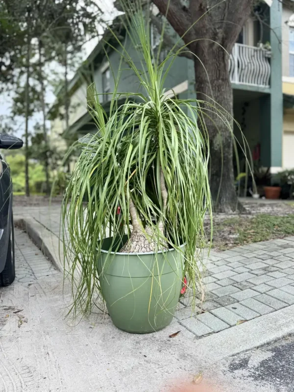 rfpny00-beaucarnea-recurvata-ponytail-palm-IMG_5746
