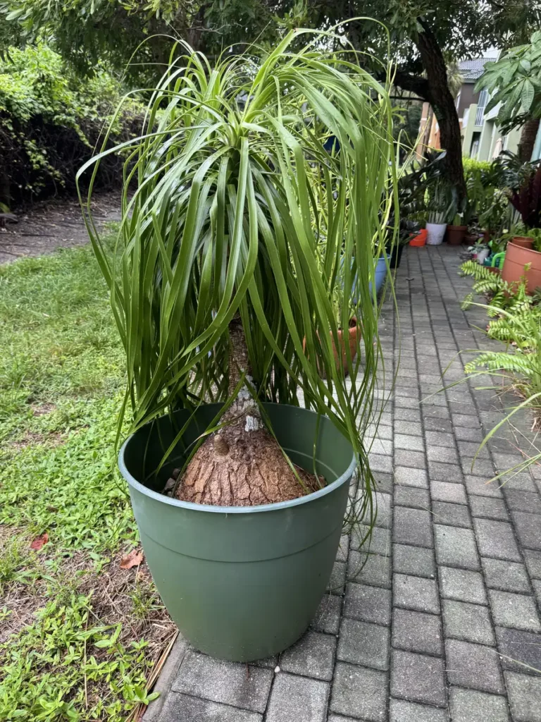 Beaucarnea recurvata – Ponytail Palm “Artemis” (XL)