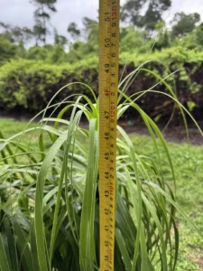 rfpny01-beaucarnea-recurvata-ponytail-palm-IMG_3880