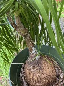 rfpny01-beaucarnea-recurvata-ponytail-palm-IMG_3900