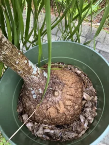 rfpny01-beaucarnea-recurvata-ponytail-palm-IMG_3901