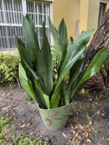 rfwhl00-sansevieria-masoniana-whale-fin-IMG_3965