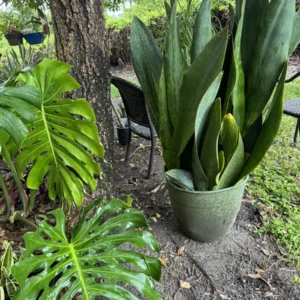 Sansevieria masoniana – Whale Fin "OG Cocomo" (XXL)