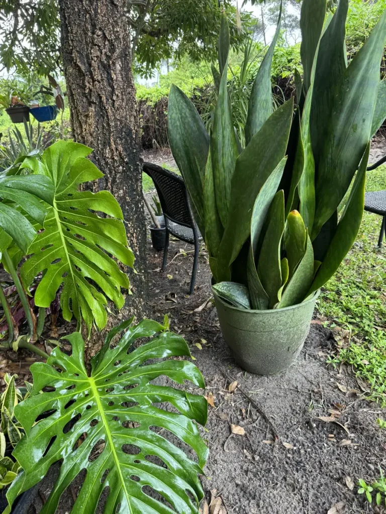 Sansevieria masoniana – Whale Fin "OG Cocomo" (XXL)