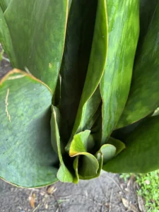 rfwhl00-sansevieria-masoniana-whale-fin-IMG_3971