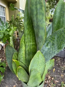 rfwhl00-sansevieria-masoniana-whale-fin-IMG_3972