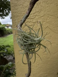 tknair00-tillandsia-recurvata-ball-moss-IMG_5356