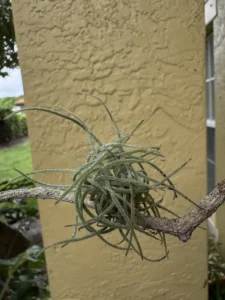 tknair00-tillandsia-recurvata-ball-moss-IMG_5357