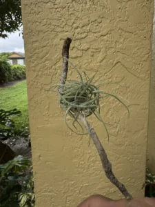 tknair00-tillandsia-recurvata-ball-moss-IMG_5358