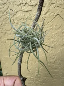 tknair00-tillandsia-recurvata-ball-moss-IMG_5361
