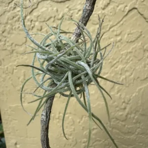 Tillandsia recurvata - Ball Moss Air Plant "Quarks" (Small)