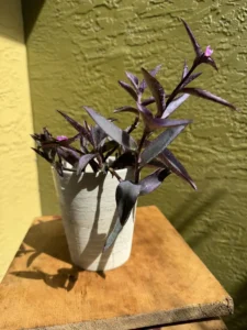 tknprp08-tradescantia-pallida-IMG_4342